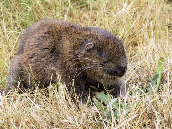 Mountain Beaver
