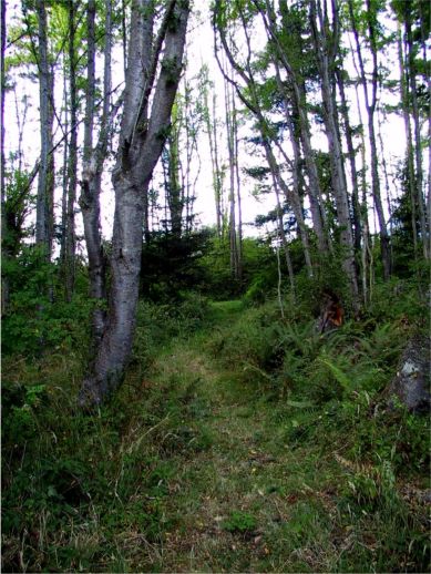more forest