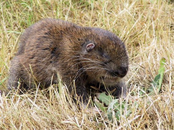 Mountain Beaver