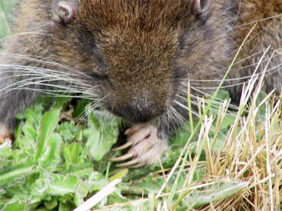 Mountain Beaver Closeup.