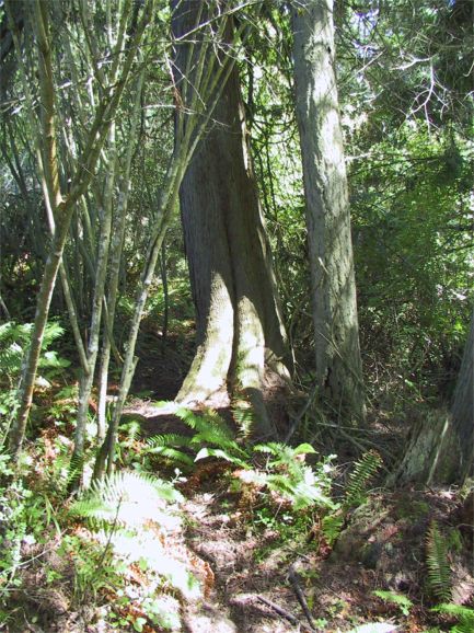 Path to the overlook