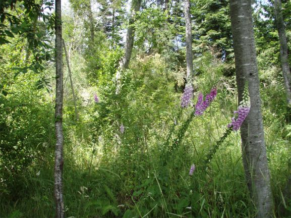 Foxgloves in the forest.