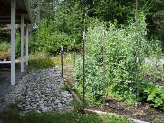 Garden in July