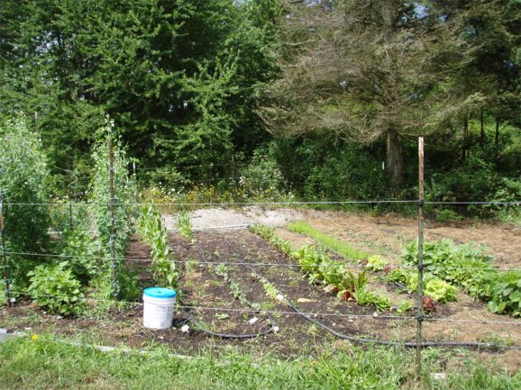 Garden in July