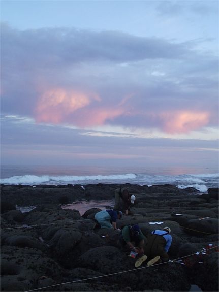 Team Tubeworm at work at dawn.