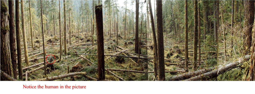 Blowdown Panorama